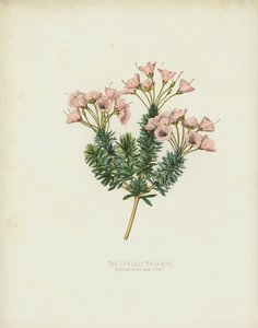 Den oprejststående bryanter, Bryanthus Erectus af English School